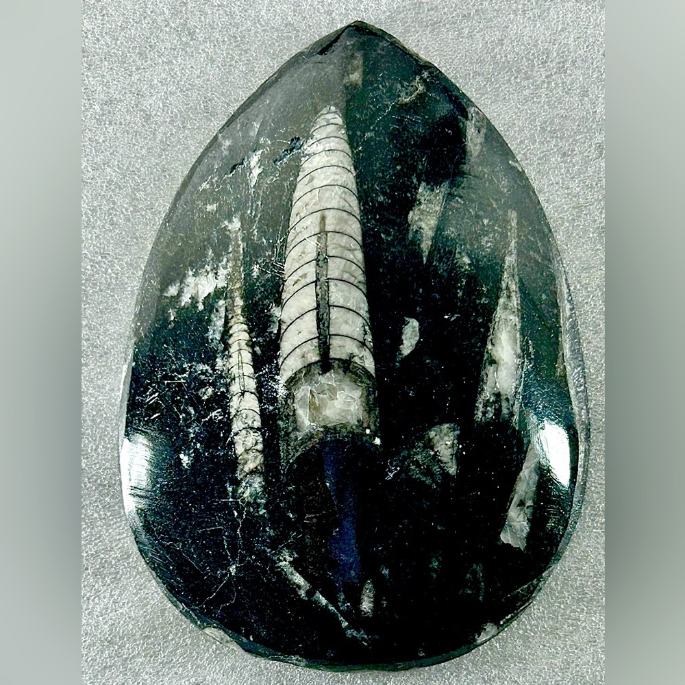 Orthoceres Palmstone